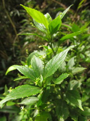 Chiropetalum phalacradenium