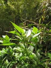 Chiropetalum phalacradenium