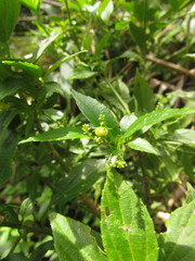 Chiropetalum phalacradenium