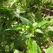 Chiropetalum phalacradenium - Photo (c) Flora de Santa Catarina, some rights reserved (CC BY-NC), uploaded by Flora de Santa Catarina