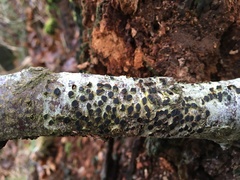 Diatrype disciformis