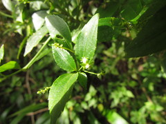 Chiropetalum phalacradenium