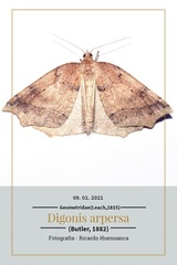 Digonis aspersa