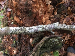 Diatrype disciformis