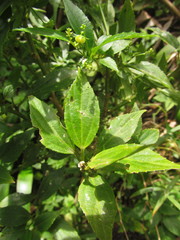 Chiropetalum phalacradenium