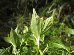 Chiropetalum phalacradenium