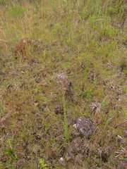 Chromolaena hirsuta