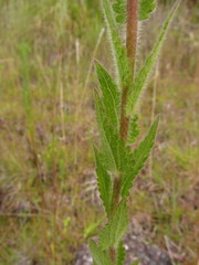 Chromolaena hirsuta
