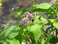 Urolepis hecatantha