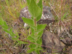 Chromolaena hirsuta