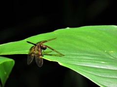 Rhyothemis obsolescens