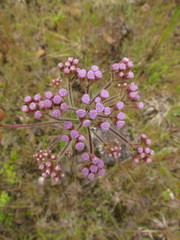 Chromolaena hirsuta