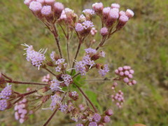 Chromolaena hirsuta
