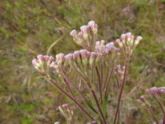 Chromolaena hirsuta