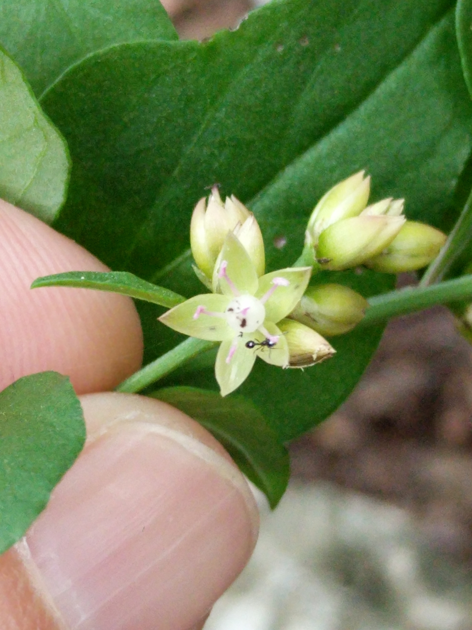 Celosia nitida