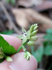 Celosia nitida