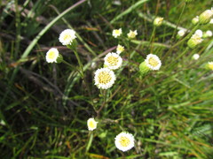 Erigeron retirensis