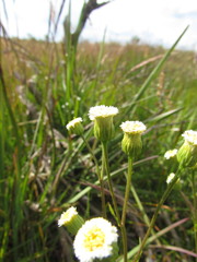 Erigeron retirensis