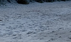 Sternula nereis davisae