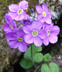 Primula rotundifolia