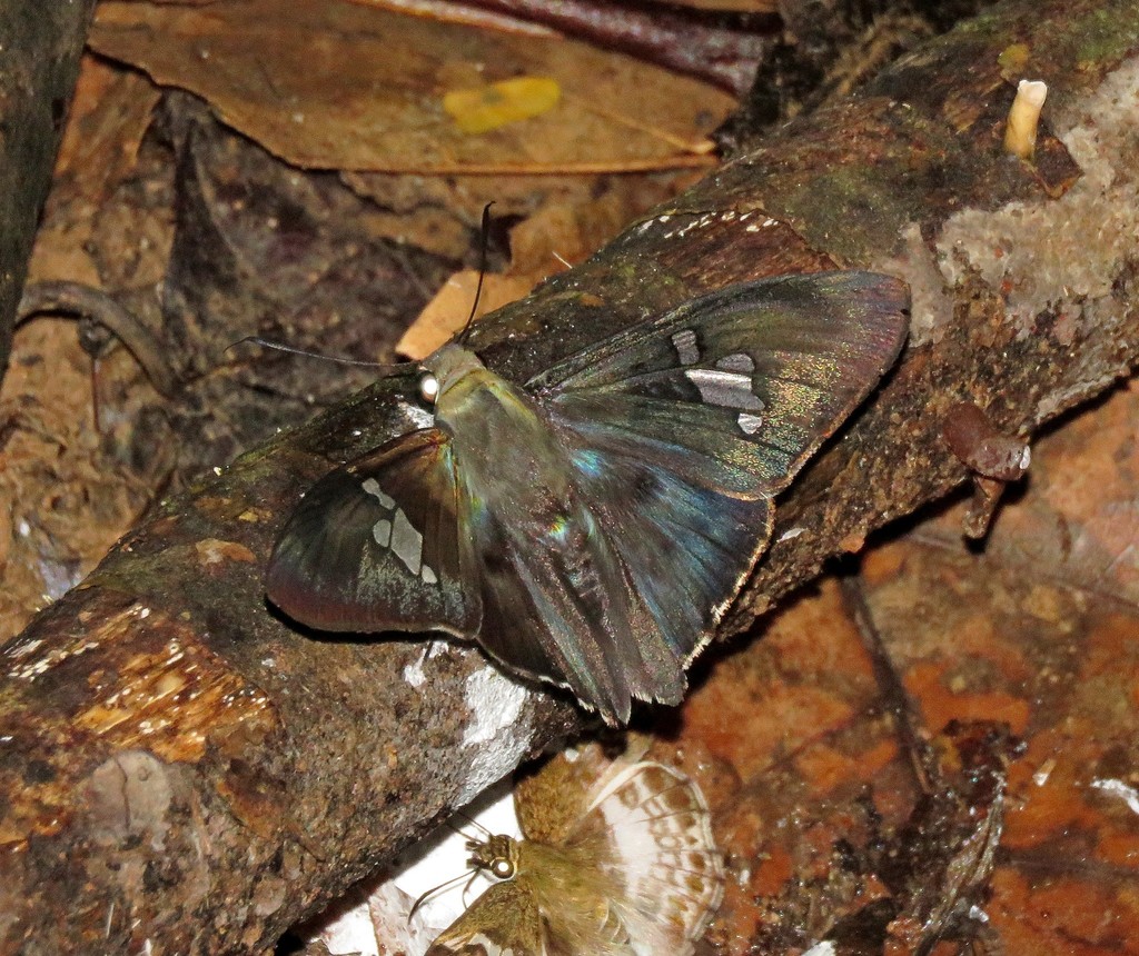 Chrysoplectrum orpheus
