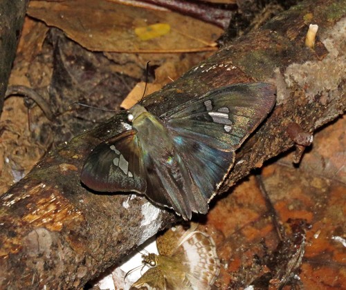 Chrysoplectrum orpheus