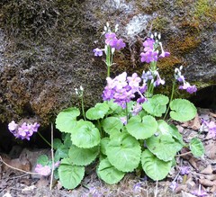 Primula rotundifolia