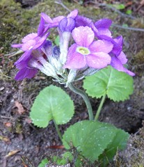 Primula rotundifolia