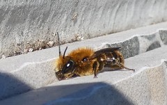 Osmia leaiana