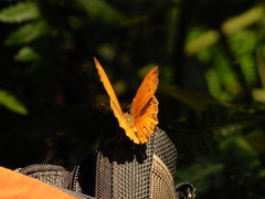 Lachnoptera anticlia