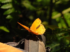 Lachnoptera anticlia