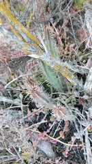 Euphorbia nesemannii