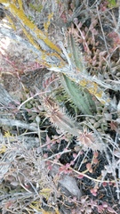 Euphorbia nesemannii