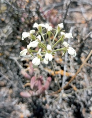 Pelargonium luteolum