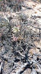 Pelargonium luteolum