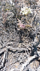 Pelargonium luteolum