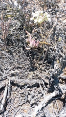 Pelargonium luteolum