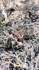 Pelargonium luteolum