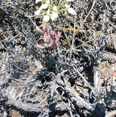 Pelargonium luteolum