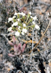 Pelargonium luteolum