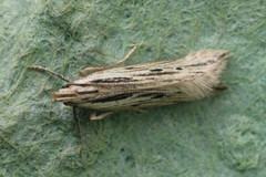 Monochroa palustrellus