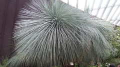 Dasypogonaceae