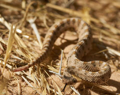 Crotalus cerastes cerastes