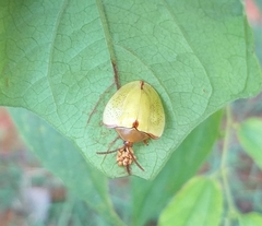 Paraselenis dichroa