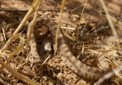 Crotalus cerastes cerastes