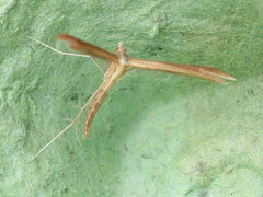 Stenoptilia pterodactyla