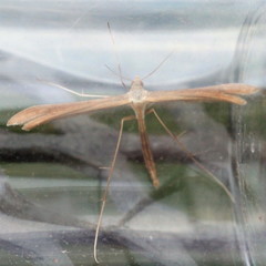 Stenoptilia pterodactyla