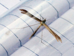 Stenoptilia pterodactyla