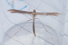 Stenoptilia pterodactyla