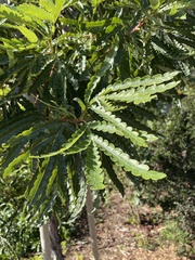 Lyonothamnus